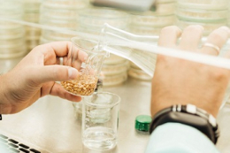 В оцінюванні якості зерна слід застосовувати комплексний підхід – науковиця