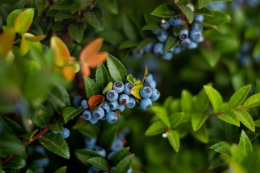 Експорт чилійської лохини зріс на 2,7%