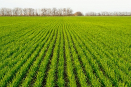 Пошкодження рослин озимої пшениці заморозком мінімізують гумати