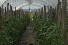 ФАО та Норвегія виділили 6,5 млн грн сільським господарям Дніпропетровщини