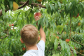 Садівник порадив, як виростити великі персики