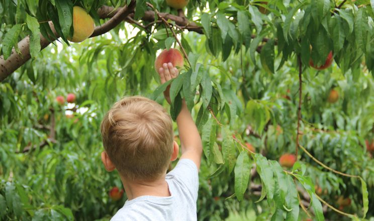 Садівник порадив, як виростити великі персики