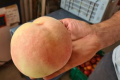 В Італії виростили 758-грамовий персик