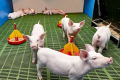 Канібалізм у свиней може бути наслідком їхньої допитливості