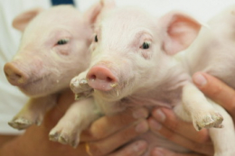 Як знизити падіж поросят