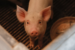 Протягом 2025 року поголів'я свиней зросло на 2,9%