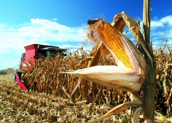 Як спосіб обробітку ґрунту впливає на ураженість кукурудзи хворобами й шкіниками