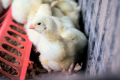 На форумі Poultry Farming обговорюватимуть перспективи птахівничої галузі