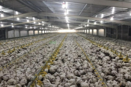 До зими у пташник треба відрегулювати налаштування вентиляції