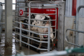 Житомирська «Україна» відкрила другу чергу роботизованої молочної ферми