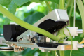 Робот зрізає 10 листків огірка за хвилину