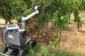 У США розробляють робота-проріджувача персиків
