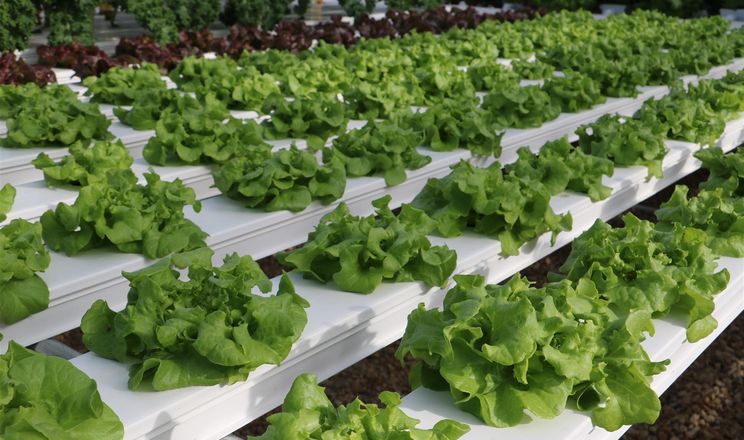 Вирощування салатів у теплиці рентабельніше, ніж у відкритому ґрунті