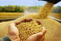 Ціни на сою без ГМО виросли на 20-30 $/т