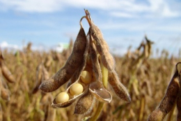 Через обмежений потенціал ґрунту за підвищення врожайності сої знижується частка протеїну