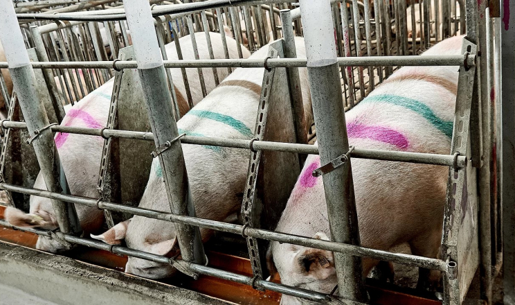 Діагностування захворювань у свиней починається з контролю співвідношення кальцію та фосфору