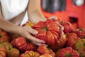 Фермери відродили старовинний сорт томату з плодами по 1,2 кг