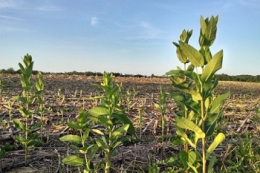 Найбільшою проблемою серед бур’янів на Полтавщині є ваточник сирійський: як боротись