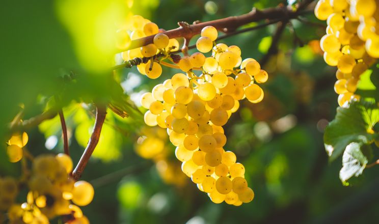 Вміст пестицидів в органічному винограді у 7,5 раза менший