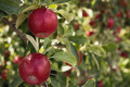 Що забезпечило другий за обсягом врожай яблук в Україні у 2021 році