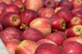 Садівник назвав сорти яблук, на які буде попит