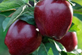 Велика Британія імпортує 55-60% яблук через нестачу робітників