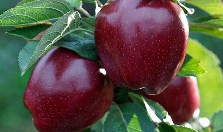 Велика Британія імпортує 55-60% яблук через нестачу робітників