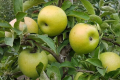 Оприлюднено назви 11 вітчизняних сортів яблунь для інтенсивних садів