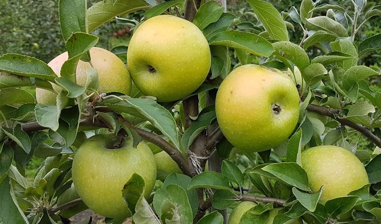 Оприлюднено назви 11 вітчизняних сортів яблунь для інтенсивних садів