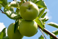 Недостиглі яблука сильніше в’януть під час зберігання
