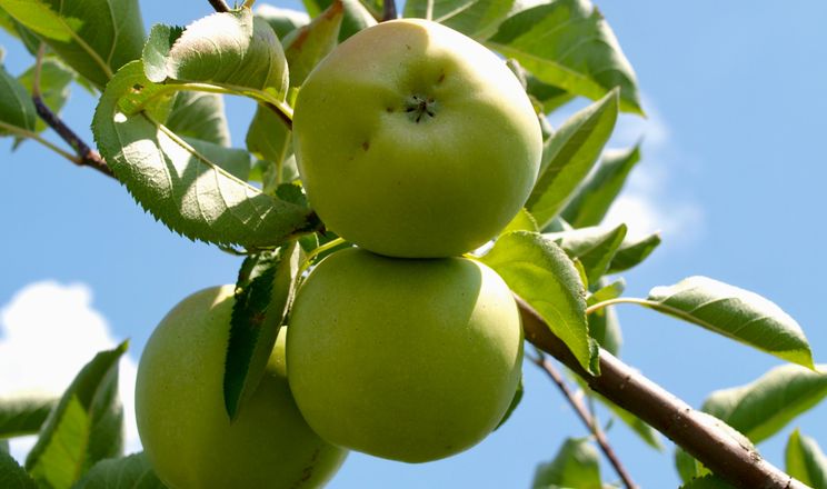Недостиглі яблука сильніше в’януть під час зберігання