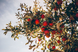 Калій значно підтримує фотосинтез у затінених частинах крони яблуні