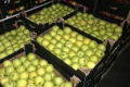 Саморобними ящиками заповнюють яблучні холодильники ущент