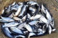 У Каховське водосховище та пониззя Дніпра випустили 368 тис. мальків риби