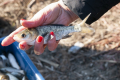 В озеро на Одещині випустили понад 1 млн  молоді риб