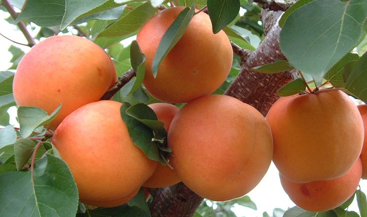 На Закарпатті розпочався сезон збирання абрикосів