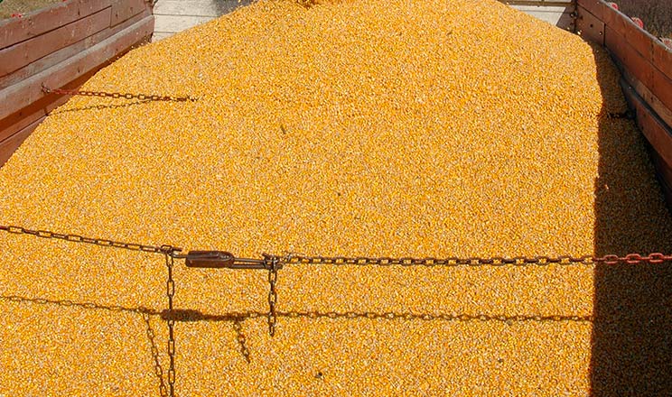 Кукурудзяні обрії — цінові інтриги