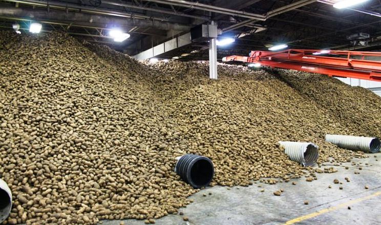 У США фермери зберігають суперурожай картоплі в авіангарах