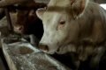 «МХП-Баффало» перевів биків на відгодівлі на дрібногуртове утримання