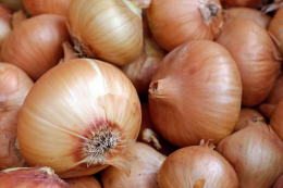 Під час дозарювання цибуля може втратити до третини маси ще до зберігання