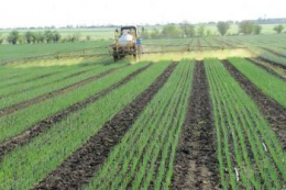 Гряди під цибулю на черноземах ефективніше створювати восени