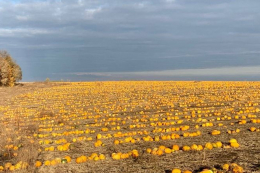 Ціни на гарбузове насіння залишаються високими через дефіцит у Китаї