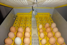 Обробка шкарлупи розчином гіпохлориту натрію підвищує виводимість яєць до 4%