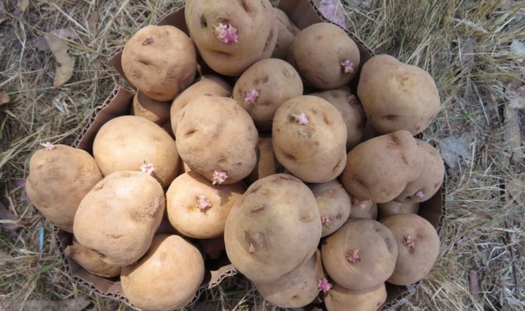 Новий сорт картоплі отримали схрещуванням з дикими видами