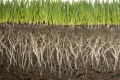 Коренева система озимини може проникати до трьох метрів углиб ґрунту
