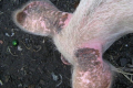 Саркоптоз тяжче протікає у молодняку свиней