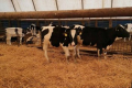 Поголів'я корів на Сумщині скоротилося на 8%