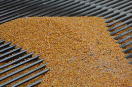 Переробники закуповують кукурудзу по 3,5-5 тис. грн/т з ПДВ