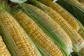 Херсонські фермери скоригують площі під солодкою кукурудзою