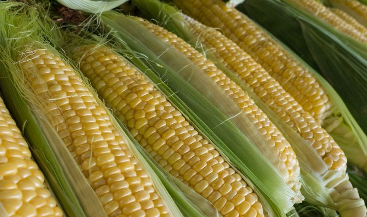 Виробники знову збили ціну на солодку кукурудзу